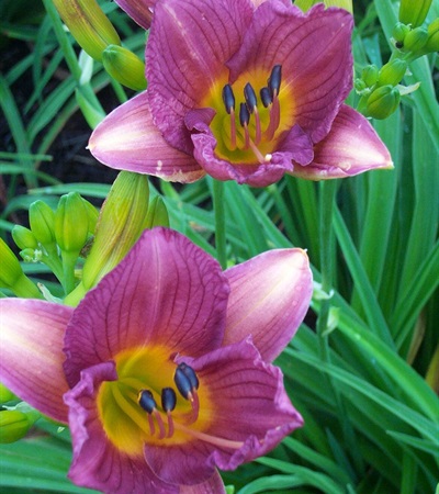 Daylily Purple de Oro